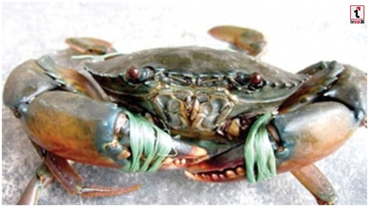 Crab Farming