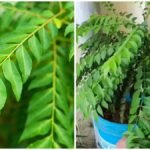 Curry Leaf Plant Care : गमले में करी पत्ता सूख रहा या बढ़ नहीं रहा? जानिए सही देखभाल का आसान तरीका