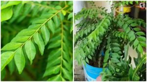 Curry Leaf Plant Care