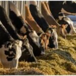 Dairy Farming Tips: गाय-भैंस खरीदने से पहले जरूर जांचें ये 10 बातें, वरना हो सकता है नुकसान