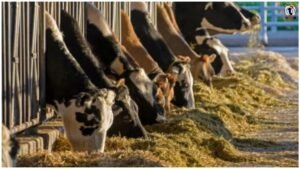 Dairy Farming Tips
