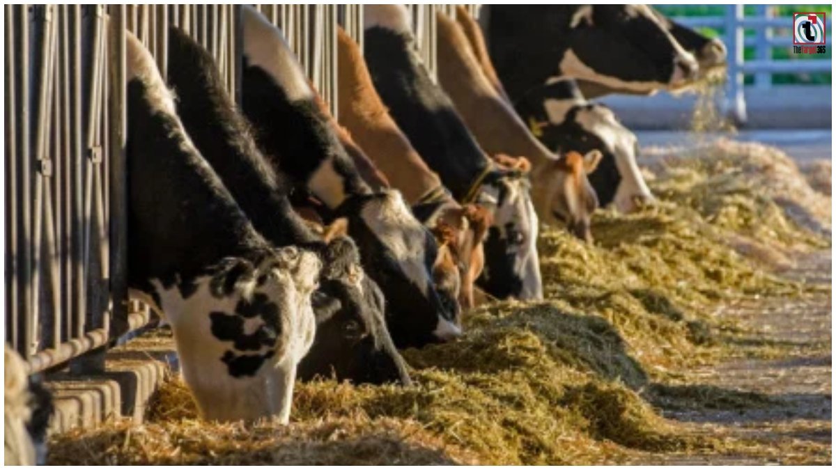 Dairy Farming Tips