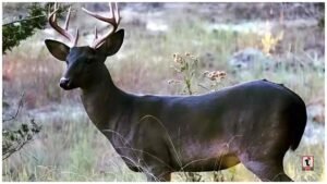 Darjeeling Black Deer