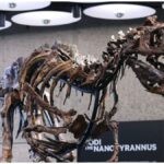 Dinosaur Fossil Auction