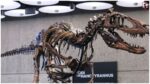Dinosaur Fossil Auction