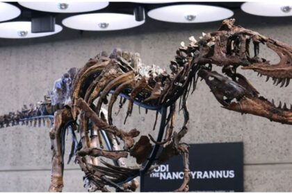 Dinosaur Fossil Auction