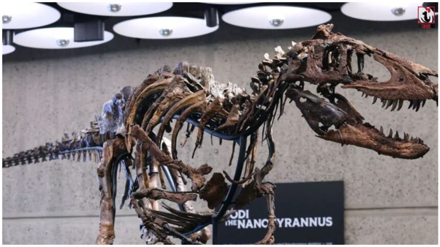 Dinosaur Fossil Auction