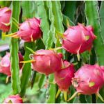 Dragon Fruit Gardening