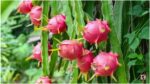 Dragon Fruit Gardening