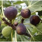 Fig Farming : अंजीर की खेती शुरू करने से पहले जान लें मिट्टी, सिंचाई और बाजार के जरूरी नियम