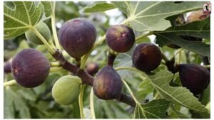 Fig Farming