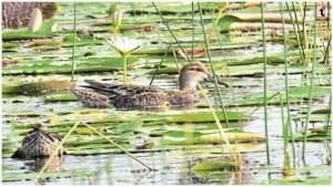 Gidhwa Parsada Bird Sanctuary