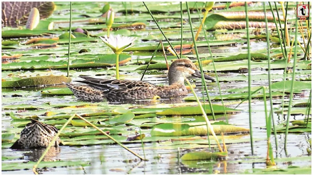 Gidhwa Parsada Bird Sanctuary