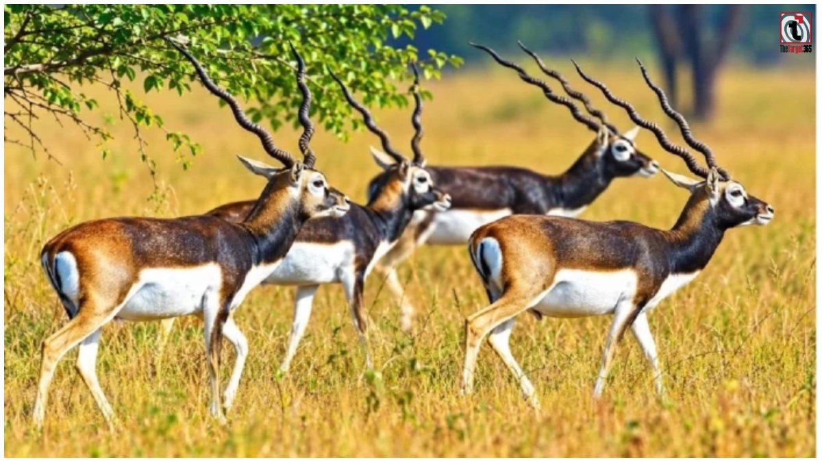 Gomarda Wildlife Sanctuary