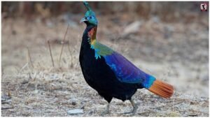 Himalayan Wildlife