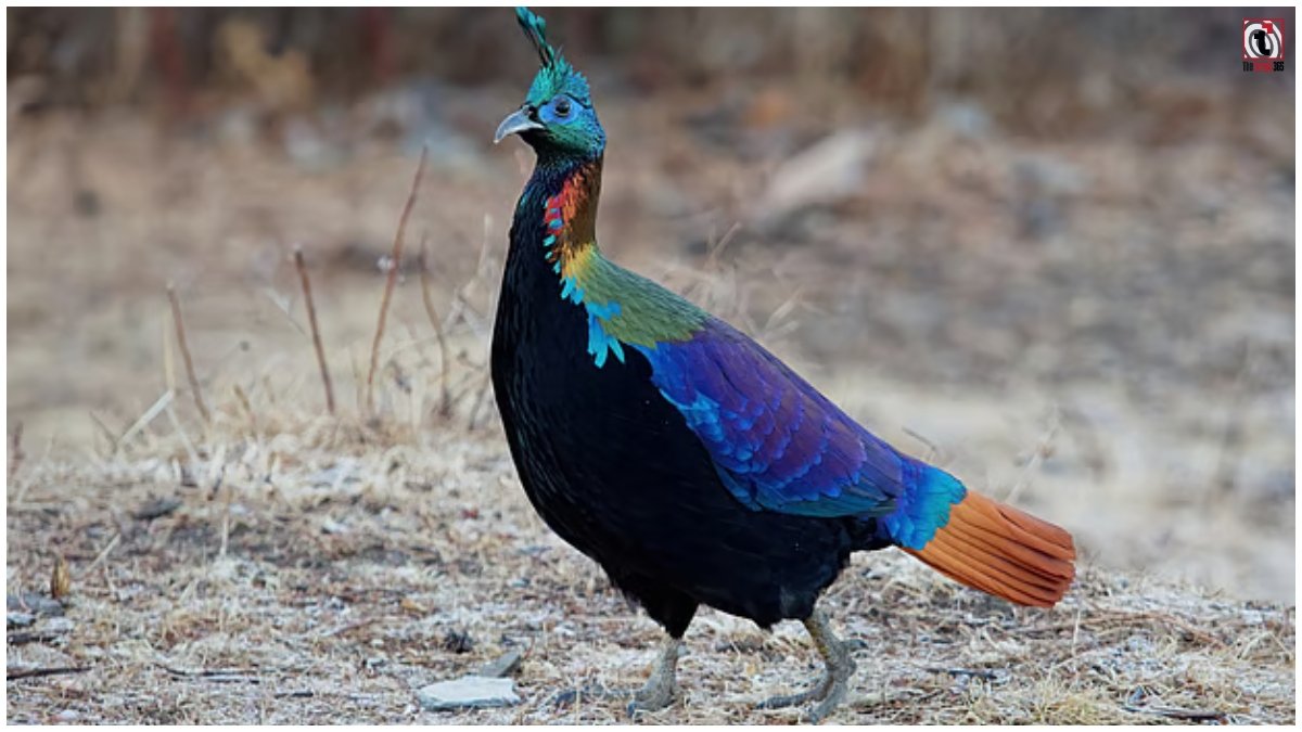Himalayan Wildlife