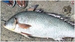 Kachidi Fish