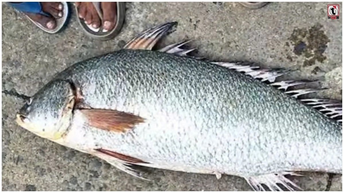 Kachidi Fish