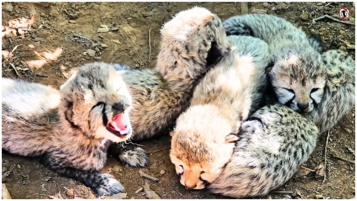 Kuno Cheetah News