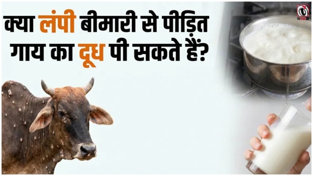 Lumpy Skin Disease : लंपी बीमारी से पीड़ित गाय का दूध पीना सुरक्षित है या नहीं, जानिए पशु चिकित्सक की सलाह