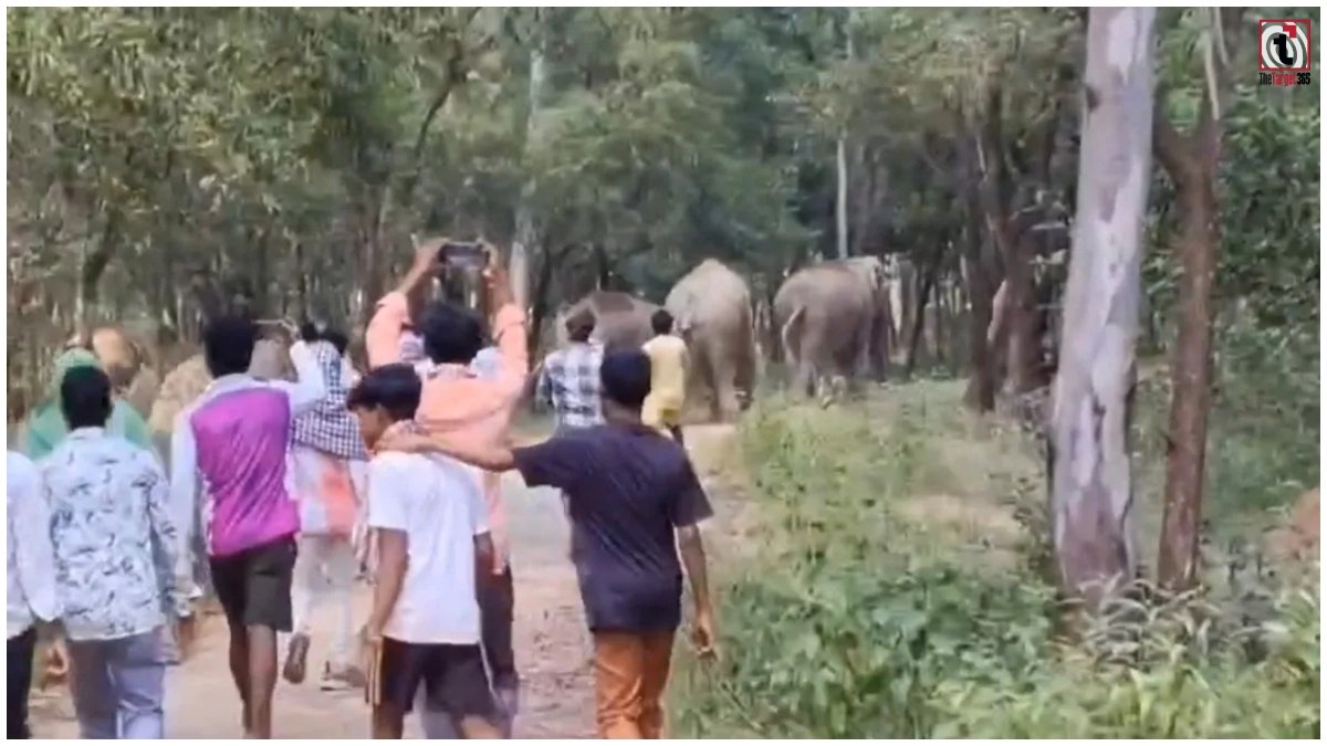 Odisha Elephant