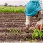 Rabi Season 2026 : रबी की बुवाई से पहले किसान करें ये जरूरी काम, पानी बचेगा और खर्च घटेगा