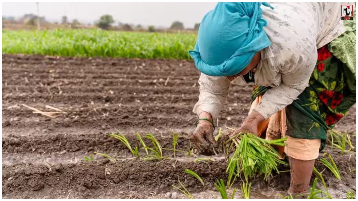 Rabi Season 2026
