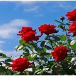 Rose Farming Tips: अक्टूबर में गुलाब की देखभाल के 6 आसान तरीके, सर्दियों में खिलेंगे ढेरों फूल