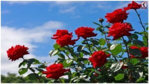Rose Farming Tips