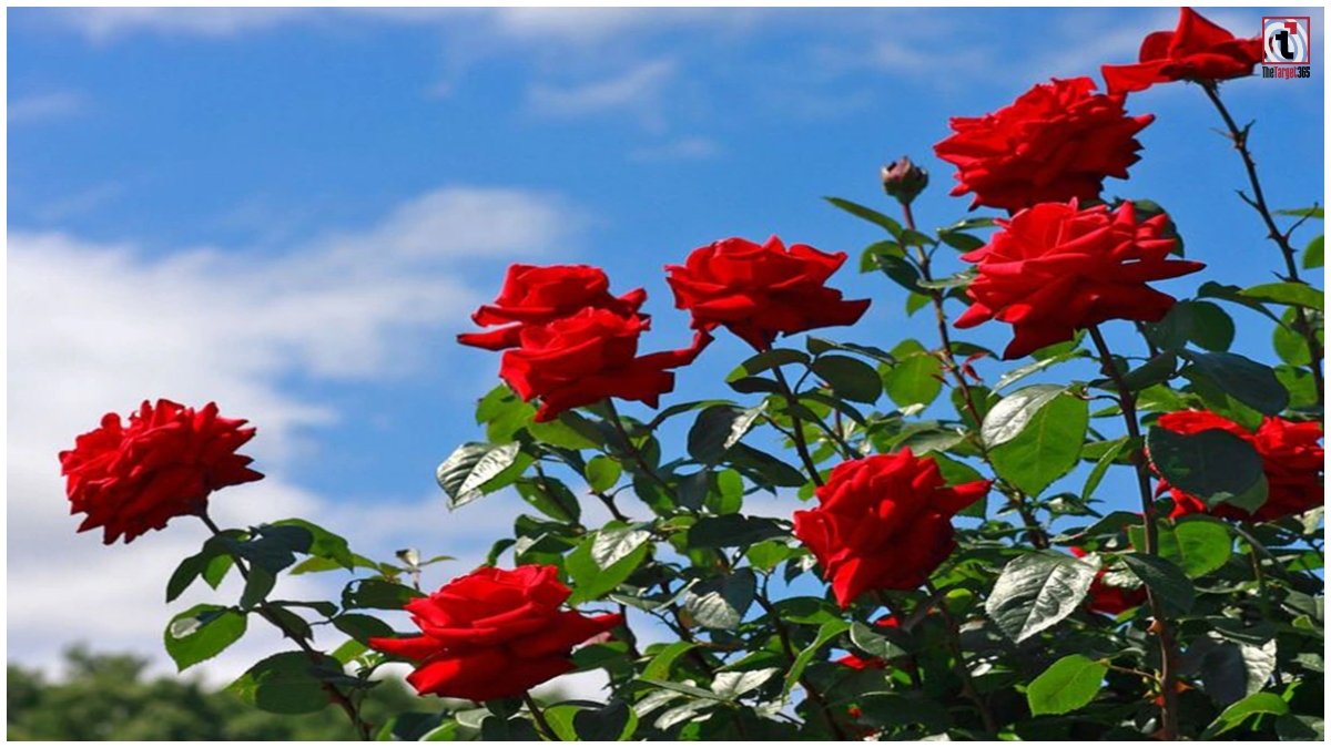 Rose Farming Tips