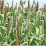 SKRAU Bajra Varieties : राजस्थान में बाजरे की दो नई संकर किस्में विकसित, कम पानी वाले किसानों को उम्मीद