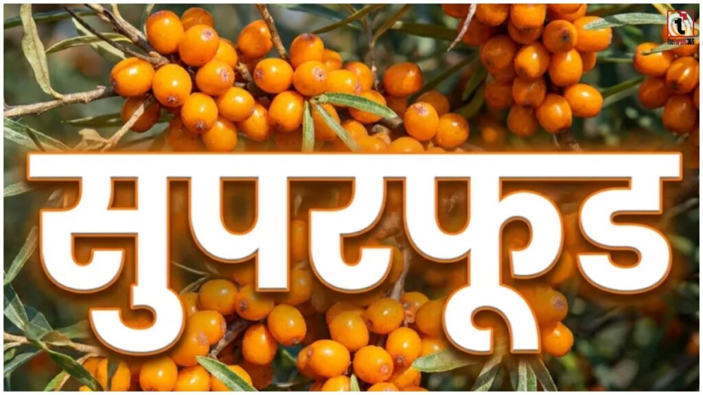 Sea Buckthorn Benefits : सी बकथॉर्न में छिपे हैं सेहत के कई राज, जानिए पोषक तत्व और फायदे