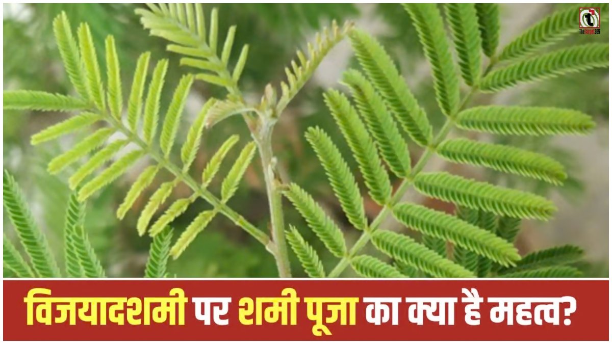 Shami Tree Worship