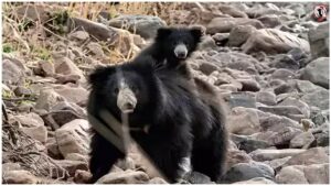 Sloth Bear News