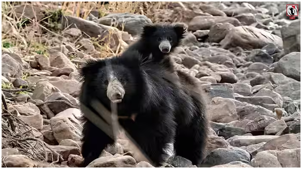 Sloth Bear News
