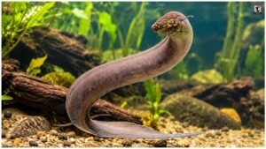 South American Lungfish