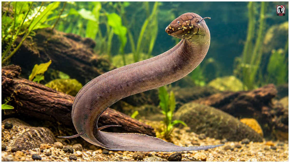 South American Lungfish