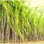 Sugarcane New Varieties: लाल सड़न को मात देंगी गन्ने की नई किस्में, 12 प्रजातियों को मिली मंजूरी