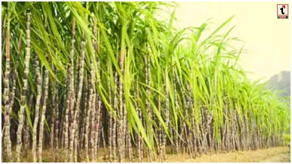 Sugarcane New Varieties