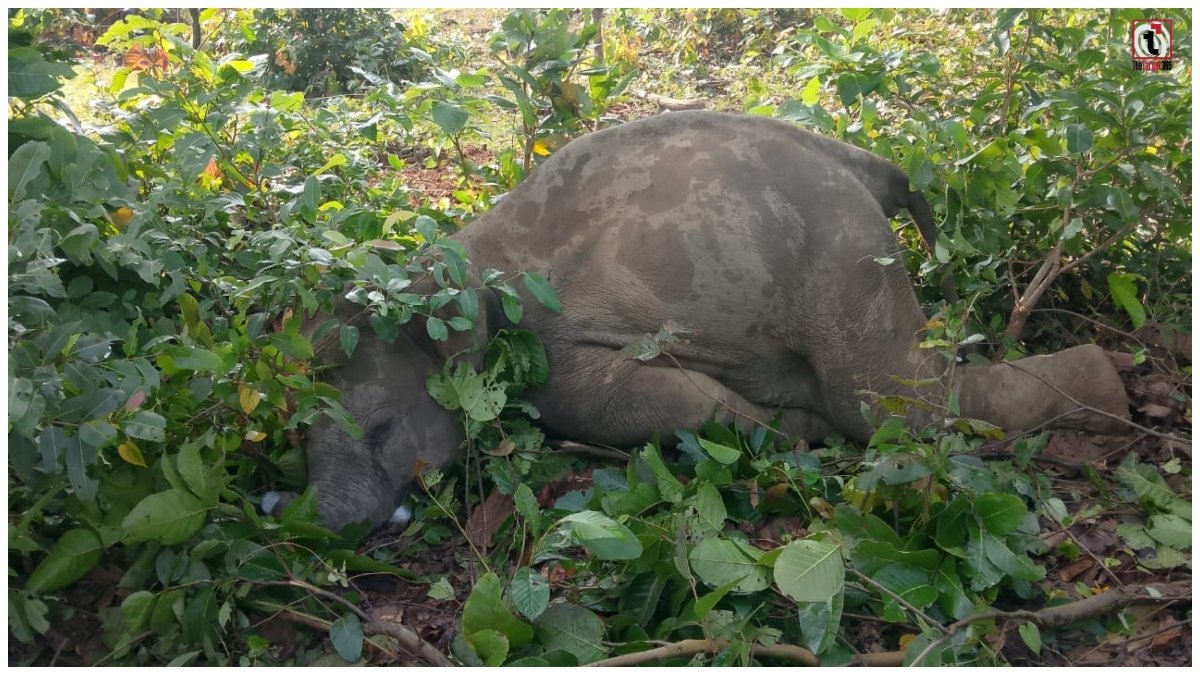 Surguja Elephant Death