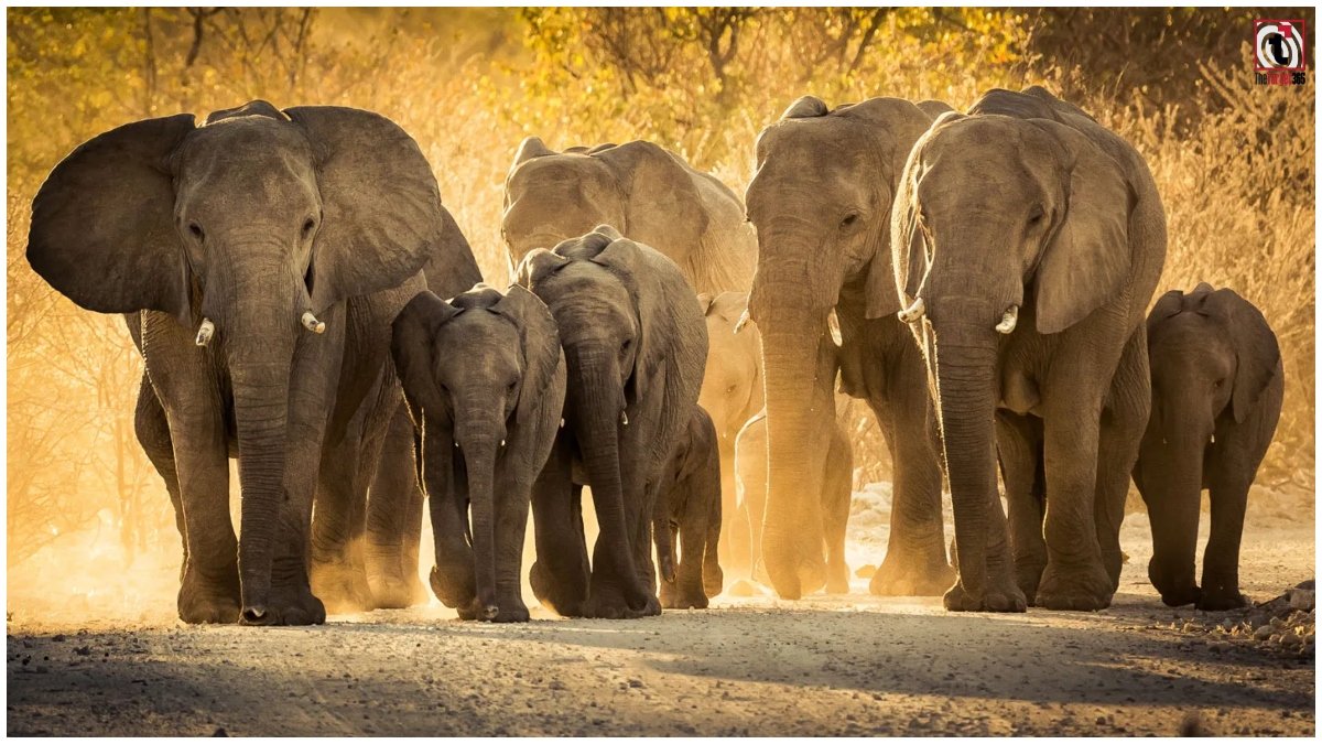 Surguja Wild Elephants