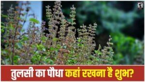 Tulsi Plant Direction