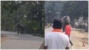 Varanasi Elephant Incident