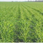 Wheat Sowing Tips : गेहूं की बुआई से पहले किसान जरूर करें ये 5 काम, बेहतर फसल के लिए अपनाएं सही तरीका