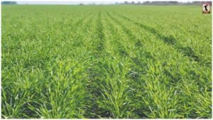 Wheat Sowing Tips