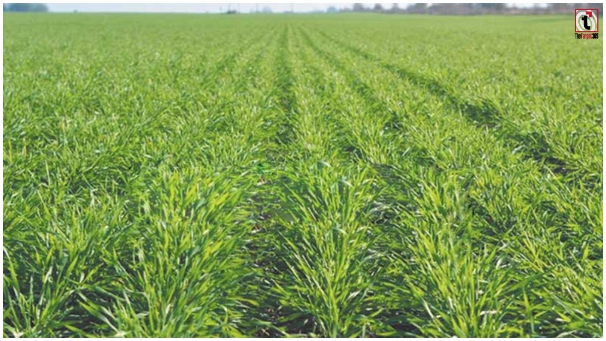 Wheat Sowing Tips