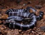 Common Krait Snake