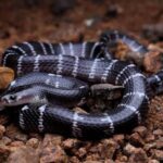 Common Krait Snake