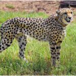 Cheetah KNG22 Died