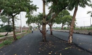 Bihar News : सड़क के बीचों-बीच पेड़ों की कतार, 100 करोड़ के प्रोजेक्ट में लापरवाही